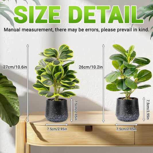 2 Pack Realistic Artificial Potted Plants Peperomia Obtusifolia, 11" Small Faux Greenery for Desk, Bathroom, Office, or Home Decor (Evergreen, Maintenance Free)